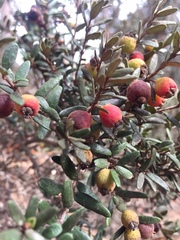 Myrceugenia rufa