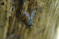 Rhagio