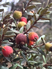 Myrceugenia rufa