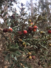 Myrceugenia rufa