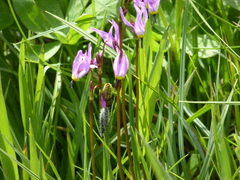 Dodecatheon