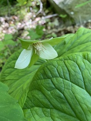 Trillium flexipes