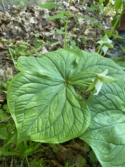 Trillium flexipes