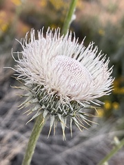 Cirsium neomexicanum utahense