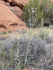 Cirsium neomexicanum utahense