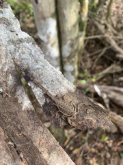 Centruroides barbudensis