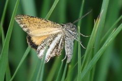 Isturgia limbaria