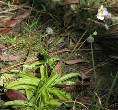 Pinguicula primuliflora