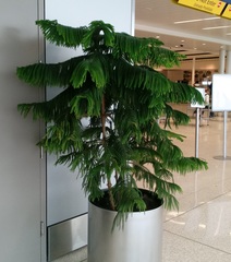 Araucariaceae