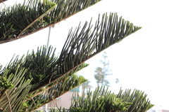 Araucariaceae