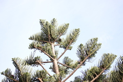 Araucariaceae