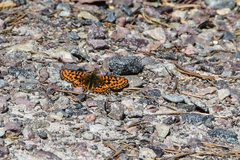 Boloria euphrosyne