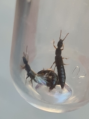 Othius laeviusculus