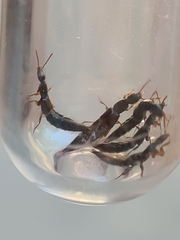 Othius laeviusculus
