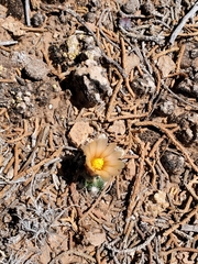 Pediocactus despainii