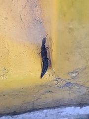 Othius laeviusculus