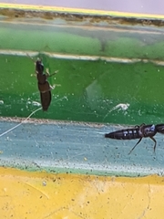 Othius laeviusculus
