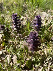 Ajuga pyramidalis