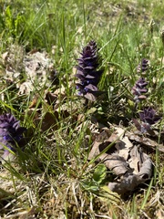 Ajuga pyramidalis
