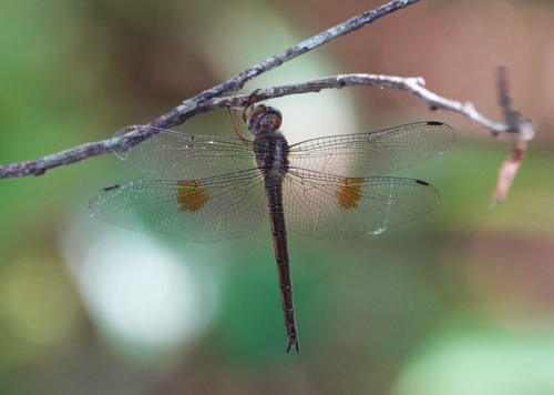 Evening Skimmer photo 5