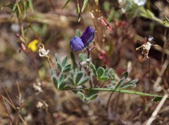 Lupinus spectabilis