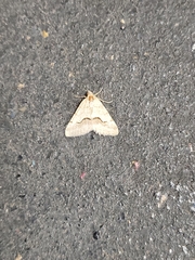 Erannis tiliaria