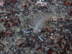 Apata pricei