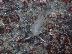 Apata pricei