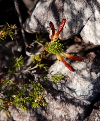 Erica thomae thomae