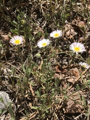 Erigeron clokeyi