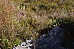 Erica thomae thomae