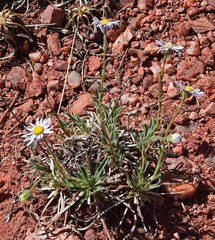 Erigeron vetensis