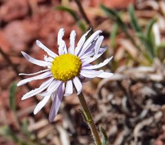 Erigeron vetensis