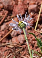 Erigeron vetensis