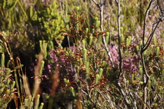 Erica thomae thomae