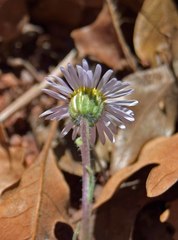 Erigeron vetensis