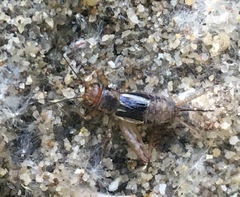 Neonemobius mormonius