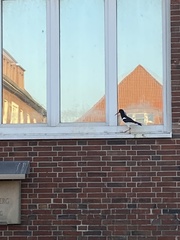 Haematopus ostralegus