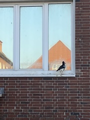 Haematopus ostralegus