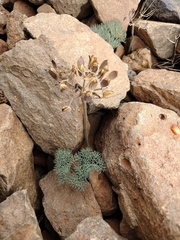 Lomatium tuberosum