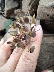 Lomatium tuberosum