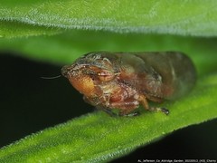 Aphrophora saratogensis