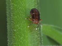 Pissonotus marginatus