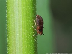 Pissonotus marginatus