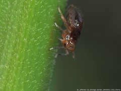 Pissonotus marginatus