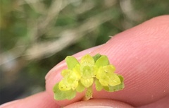 Chrysosplenium oppositifolium
