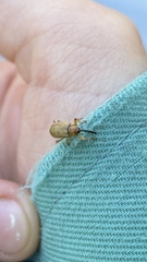 Dorytomus longimanus