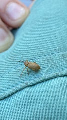 Dorytomus longimanus