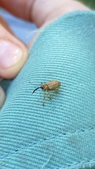 Dorytomus longimanus