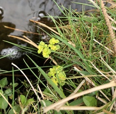Chrysosplenium oppositifolium